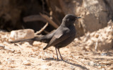 Svart trädnäktergal - Black Scrub Robin (Cercotrichas podobe)