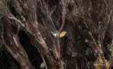 Orangestrupig skogssångare - Blackburnian Warbler (Dendroica fusca)