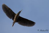 Pygmérördrom - Dwarf Bittern (Ardeirallus sturmii)