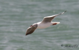 Gråhuvad mås - Grey-headed gull (Chroicocephalus cirrocephalus)