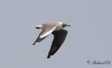 Gråhuvad mås - Grey-headed gull (Chroicocephalus cirrocephalus)