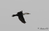 Storskarv - White-breasted Cormorant (Phalacrocorax lucidus)
