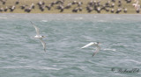 Kungstärna - Royal Tern (Thalasseus maximus)