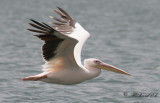 Vit pelikan - White Pelican (Pelecanus onocrotalus)