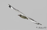 Gråhuvad mås - Grey-headed gull (Chroicocephalus cirrocephalus)