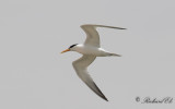 Kungstärna - Royal Tern (Thalasseus maximus)