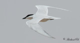 Sandtärna - Gull-billed Tern (Gelochelidon nilotica)
