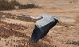 Gråhäger - Grey Heron (Ardea cinerea monicae)