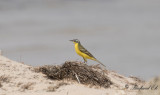 lärla - Yellow wagtail (Motacilla flava)