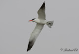 Skräntärna - Caspian Tern (Sterna caspia)