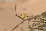 Sudanguldsparv - Sudan Golden Sparrow (Passer luteus)