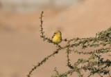 Sudanguldsparv - Sudan Golden Sparrow (Passer luteus)