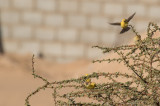 Sudanguldsparv - Sudan Golden Sparrow (Passer luteus)