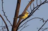 Sudanguldsparv - Sudan Golden Sparrow (Passer luteus)