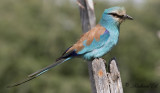 Savannblåkråka - Abyssinian Roller (Coracias abyssinicus)
