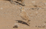 Streckad ökenlärka - African Dunn's Lark (Eremalauda dunni dunni)