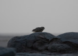Ökenberguv - Pharao's Eagle Owl (Bubo ascalaphus)