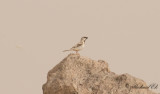 Ökensparv - Desert Sparrow (Passer simplex)