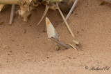 Desert Orange Tip?