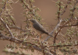 Rostsångare - Western Subalpine Warbler (Sylvia inornata inornata)