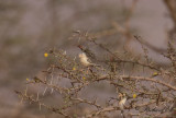 Sahelsångare - Cricket Warbler (Spiloptila clamans)