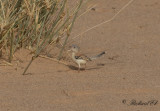 Sahelsångare - Cricket Warbler (Spiloptila clamans)