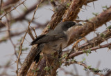 Herdesångare - Western Orphean Warbler (Sylvia hortensis)
