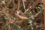 Maghreb Eastern Olivaceous Warbler (Iduna pallida reiseri)