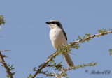 Ökenvarfågel - Southern Grey Shrike (Lanius meridionalis elegans)