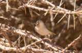 Bergsångare - Western Bonelli's Warbler (Phylloscopus bonelli)