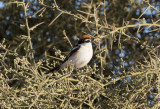 Rödhuvad törnskata - Woodchat Shrike (Lanius senator)