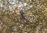 Blånackad musfågel - Blue-naped Mousebird (Urocolius macrourus)