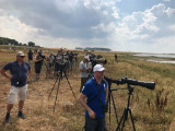Black-winged Pratincole - twitchers