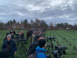 Naumann's Thrush - twitchers