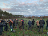 Naumann's Thrush - twitchers