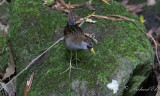 Rare Birds in WP