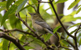Birds in Azores - passerines