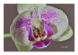 Orchids