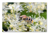 Kevers / Bugs