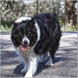 FLOSSIE'S GALLERY