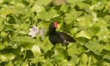 Common Moorhen G c indica