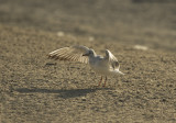 Slender-billed gull (Chroicocephalus genei) i