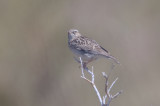 Woodlark (Lullula arborea)