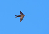 Swift-Apus apus