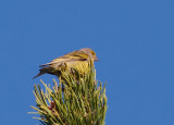 Citril finch (Carduelis citrinella)