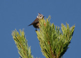 Ccrested tit (Lophophanes cristatus)