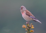 Linnet Male