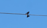 Blue-and-white Swallow Pygochelidon cyanoleuca