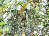 Rufous wren (Cinnycerthia unirufa)