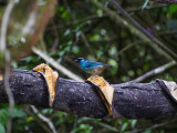 Golden-naped tanager (Tangara ruficervix)